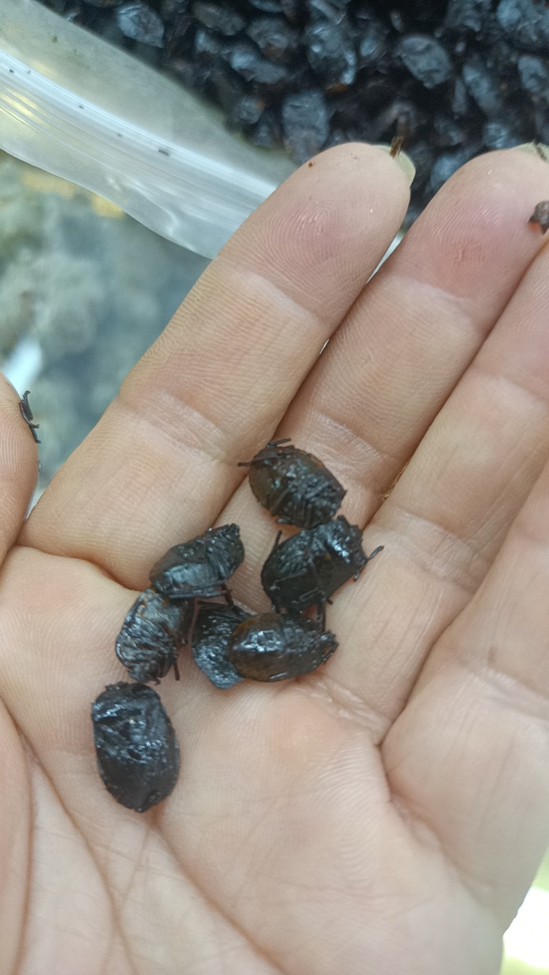 九香虫鲜货