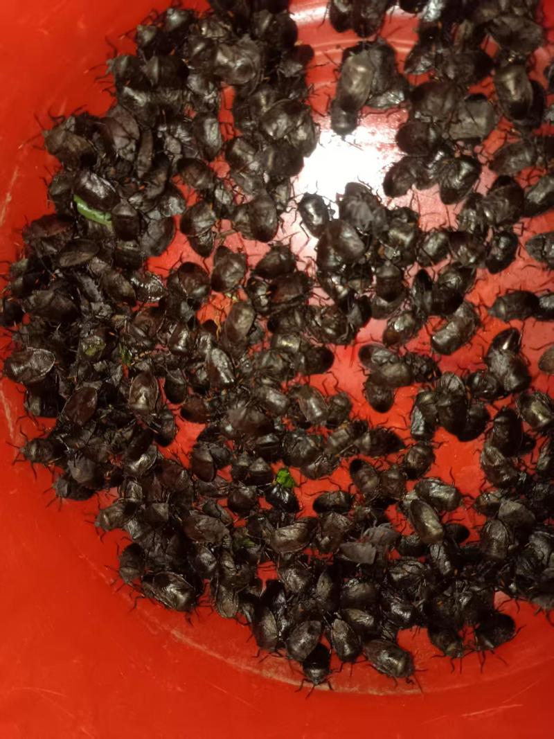 九香虫鲜货