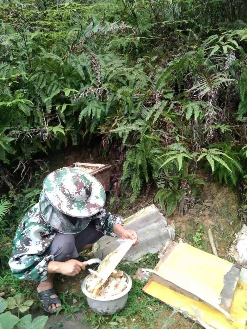 广西自家养的土蜜蜂糖