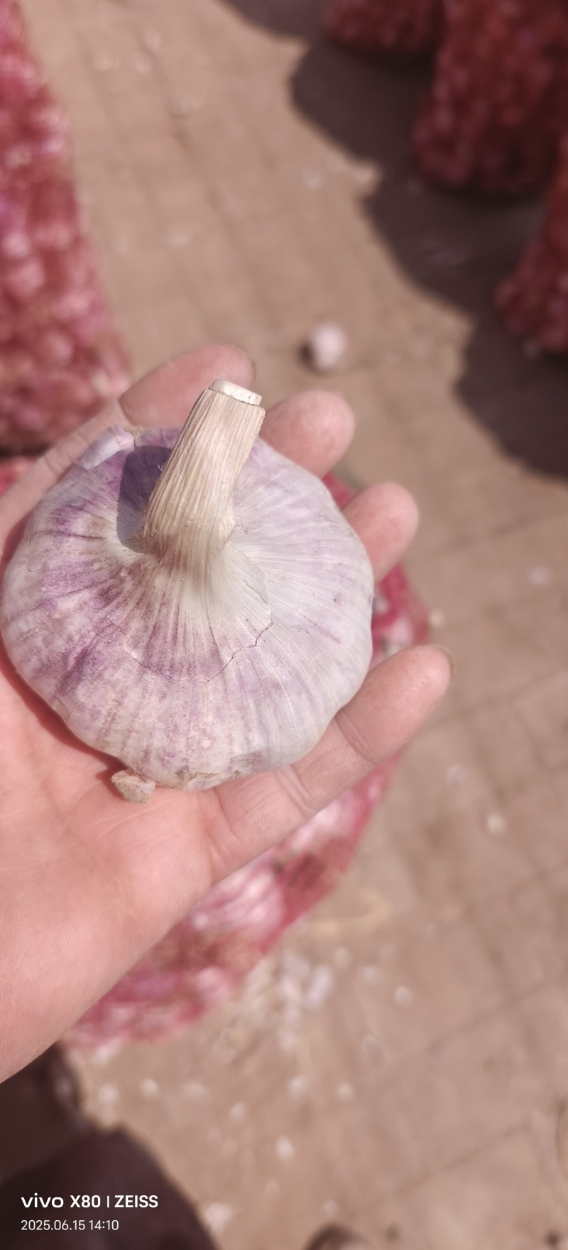 大名县大青稞自家种的大蒜