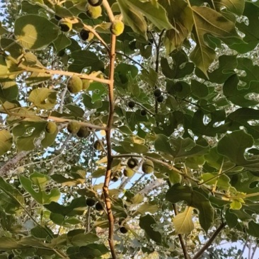 野生构树果鲜货
