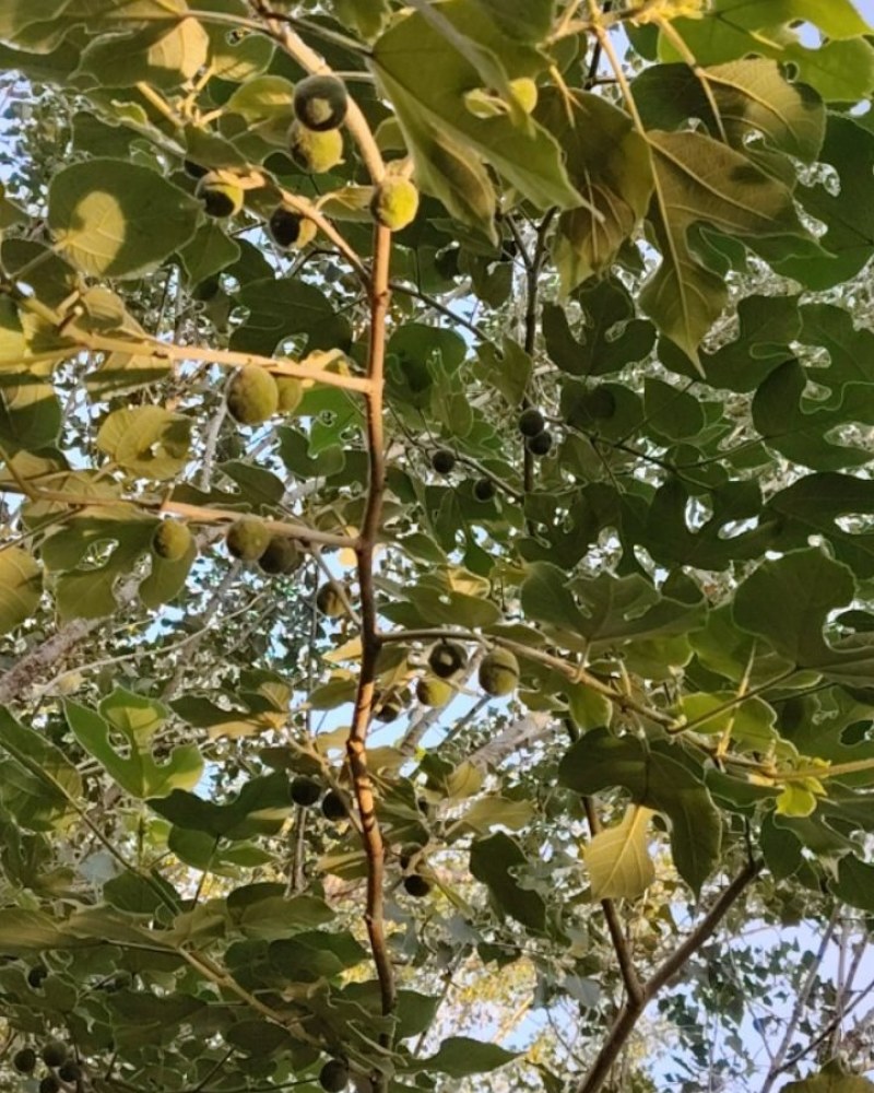 野生构树果鲜货