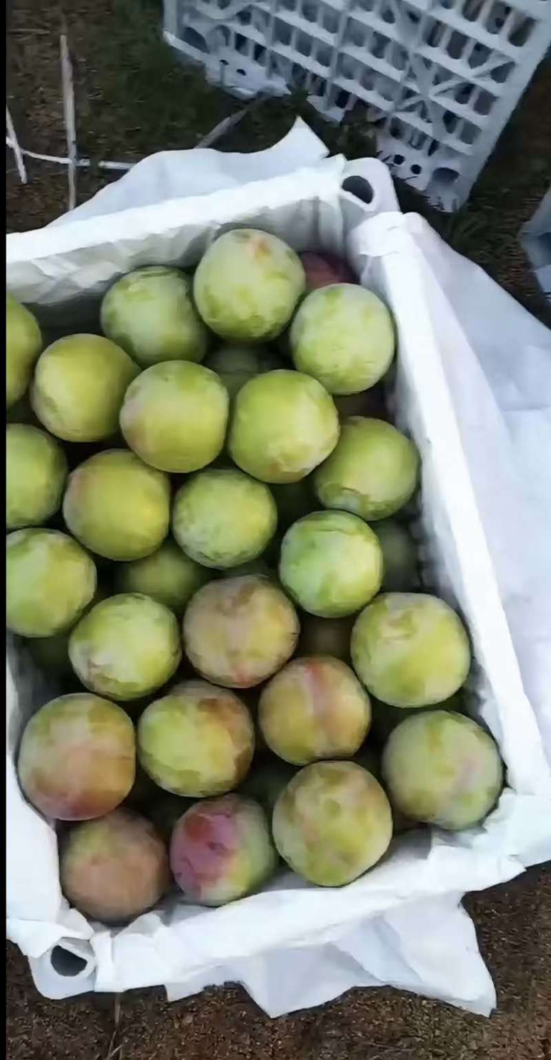 绥中产地盖大李子开始下树