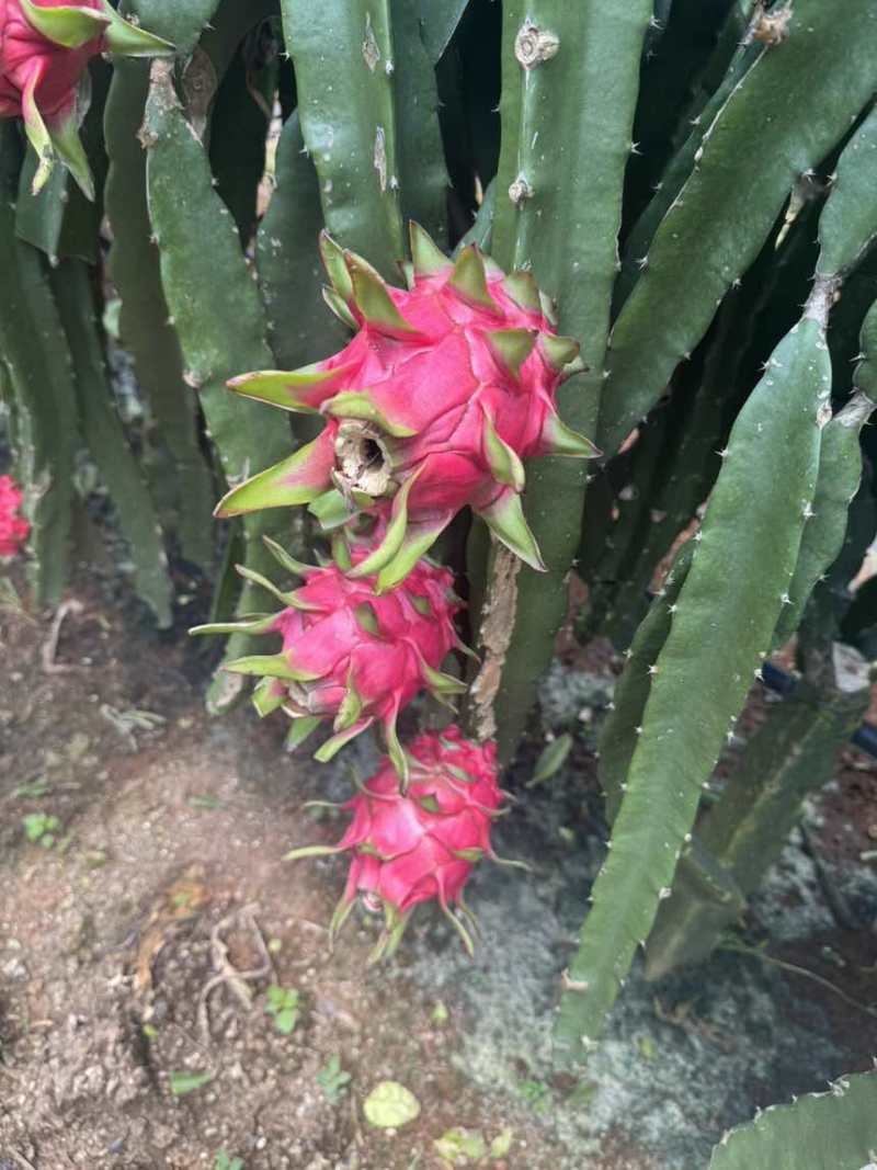 火龙果