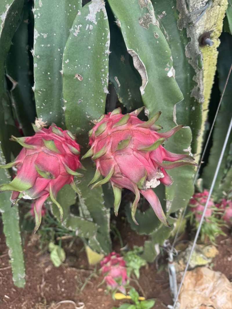 火龙果