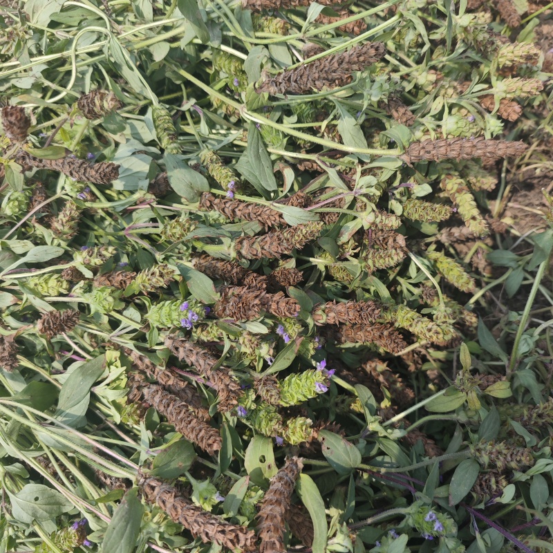 夏枯草