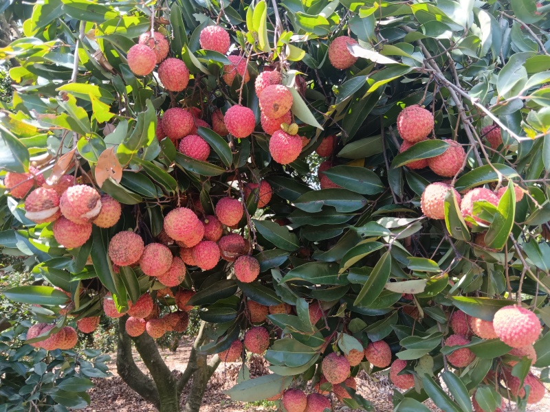 惠州镇隆荔枝