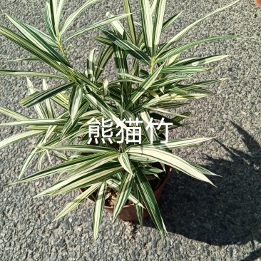 熊猫竹16杯