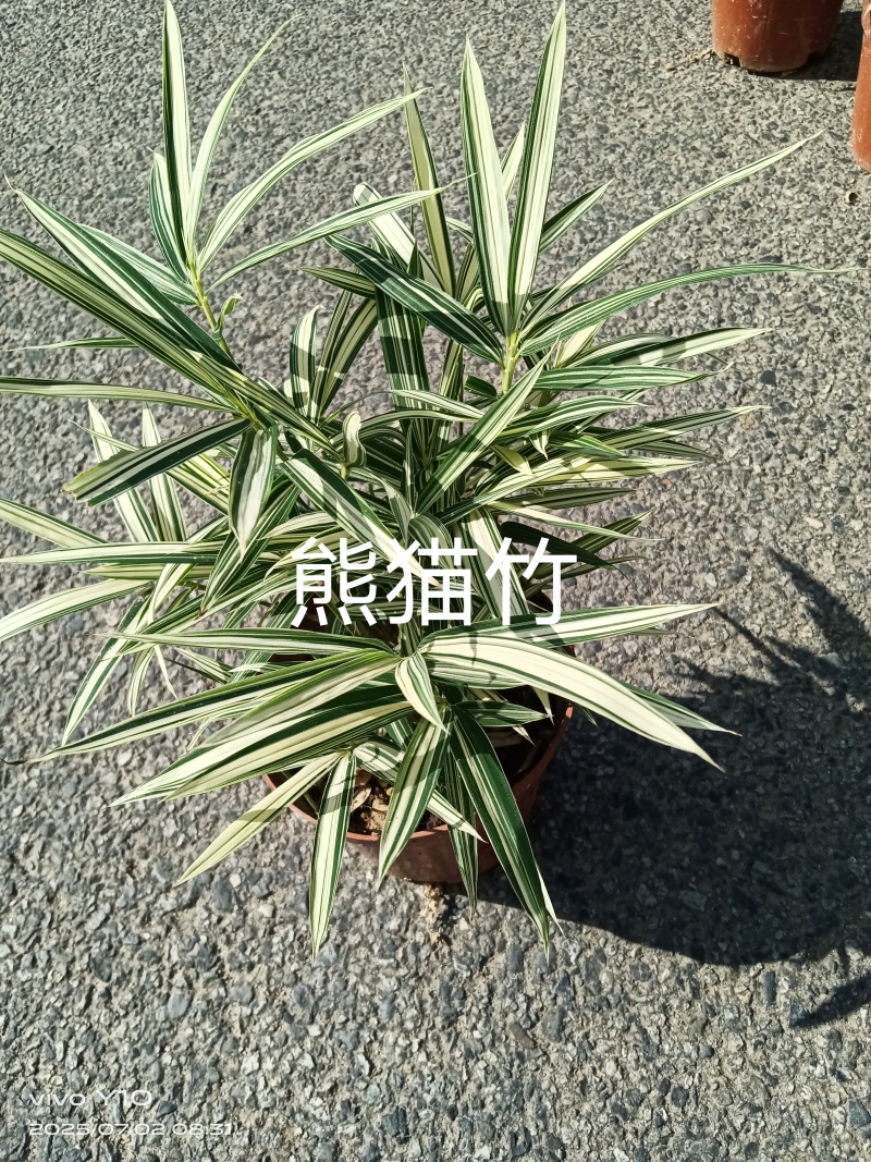 熊猫竹16杯
