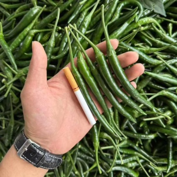 贵州产小米辣大量上市，有需要请联系