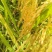 当季的水稻香甜质量好