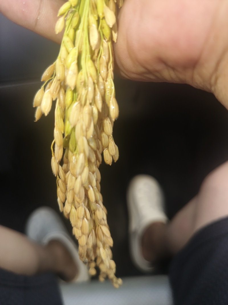 当季的水稻香甜质量好