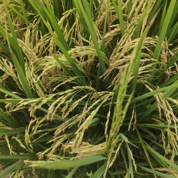 当季的水稻香甜质量好