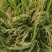 当季的水稻香甜质量好