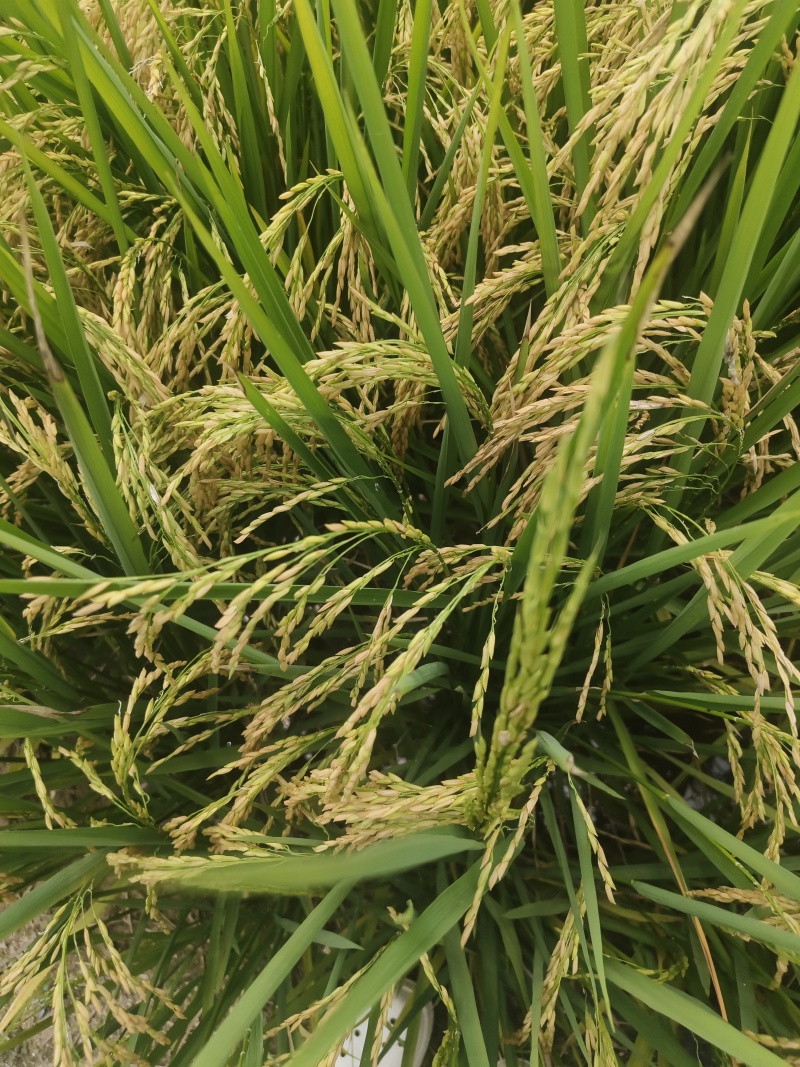 当季的水稻香甜质量好