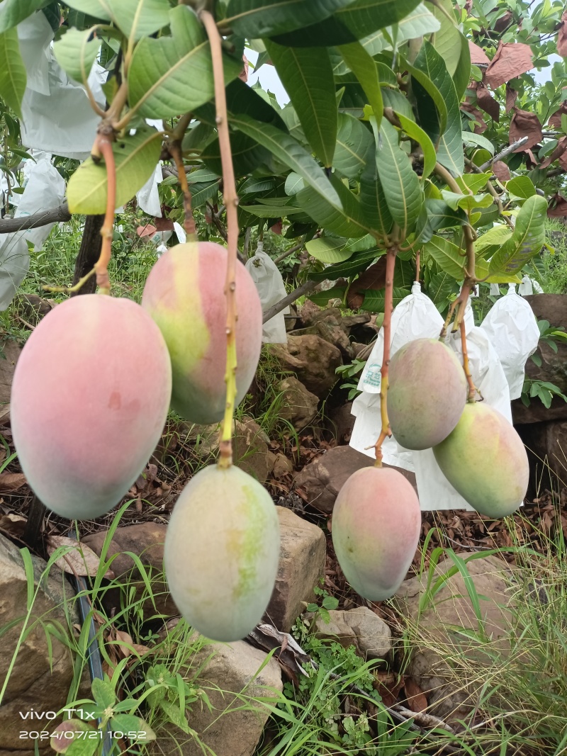 攀枝花椰香，贵妃，金黄，凯特等各种芒果