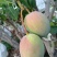 攀枝花椰香，贵妃，金黄，凯特等各种芒果