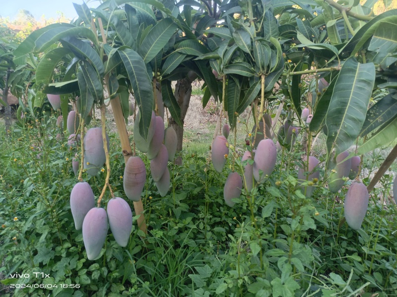 攀枝花椰香，贵妃，金黄，凯特等各种芒果