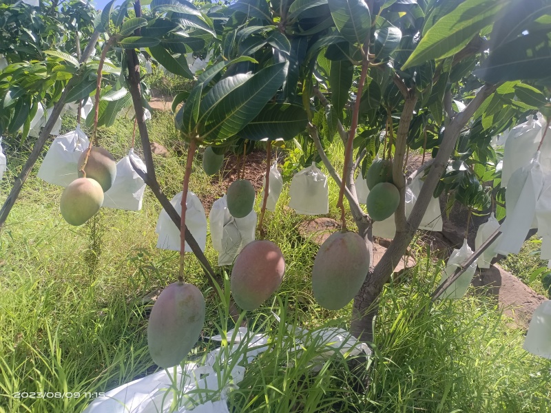 攀枝花椰香，贵妃，金黄，凯特等各种芒果