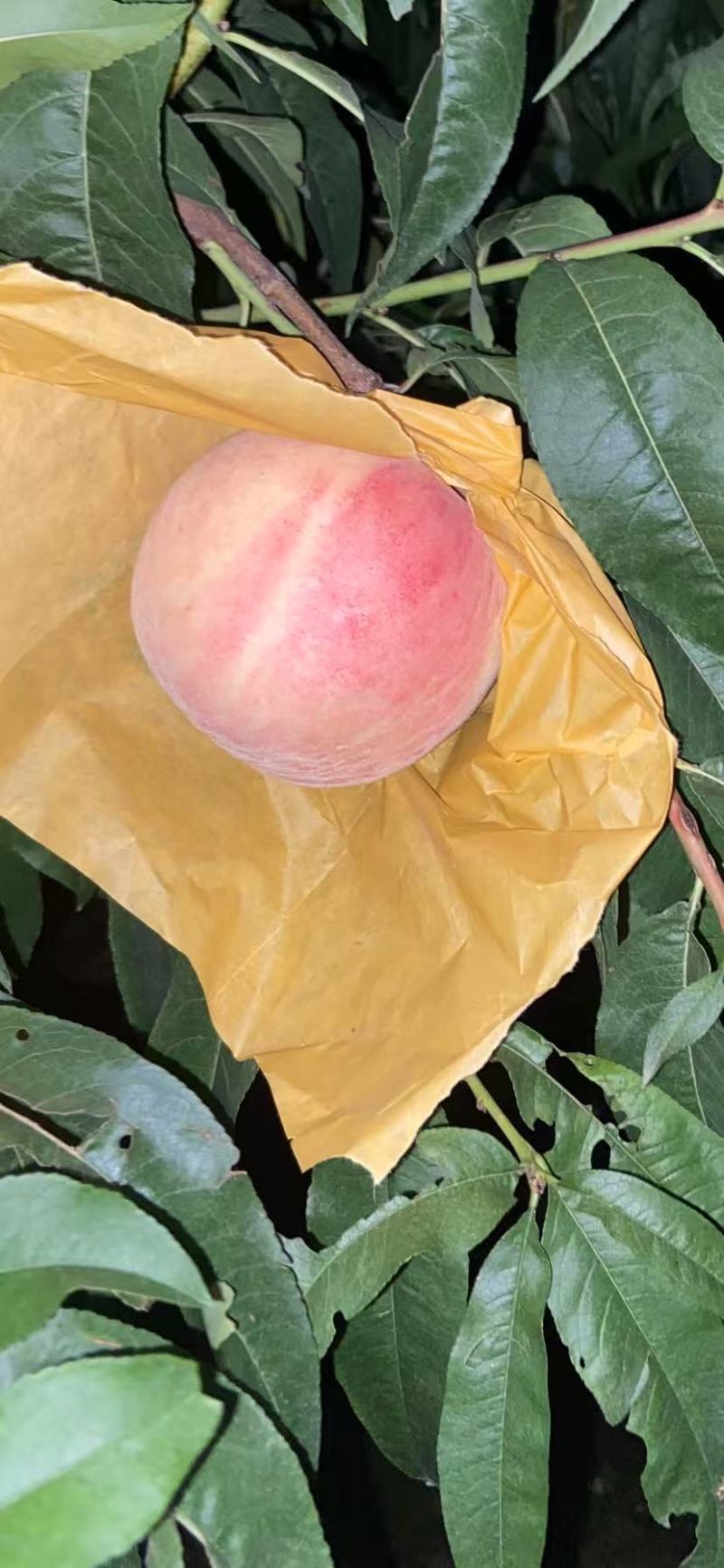 中桃12