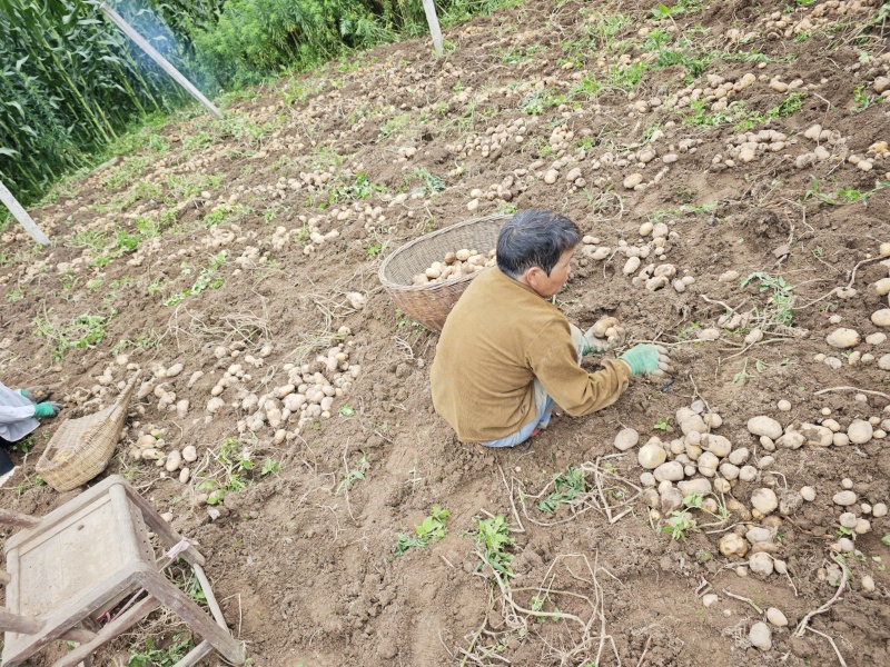 恩施黄心小土豆富硒土特产