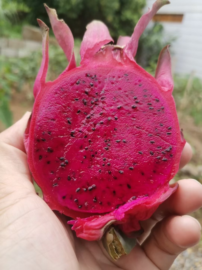 火龙果大量现货供应，产地供应