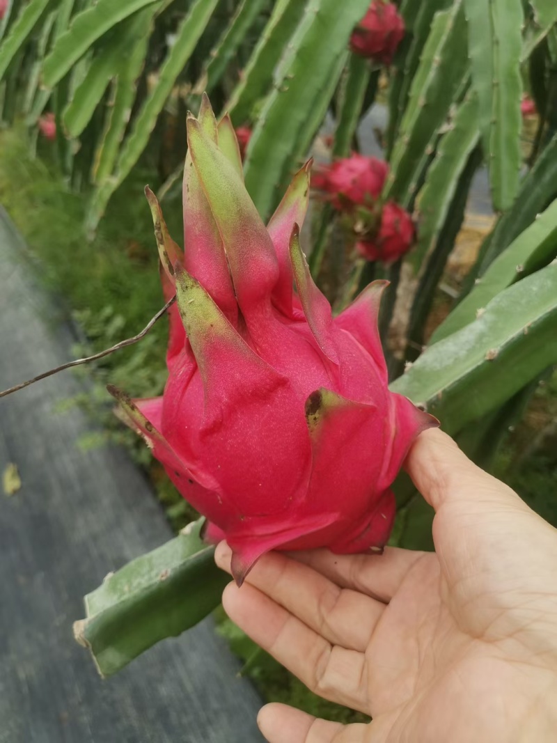 火龙果大量现货供应，产地供应