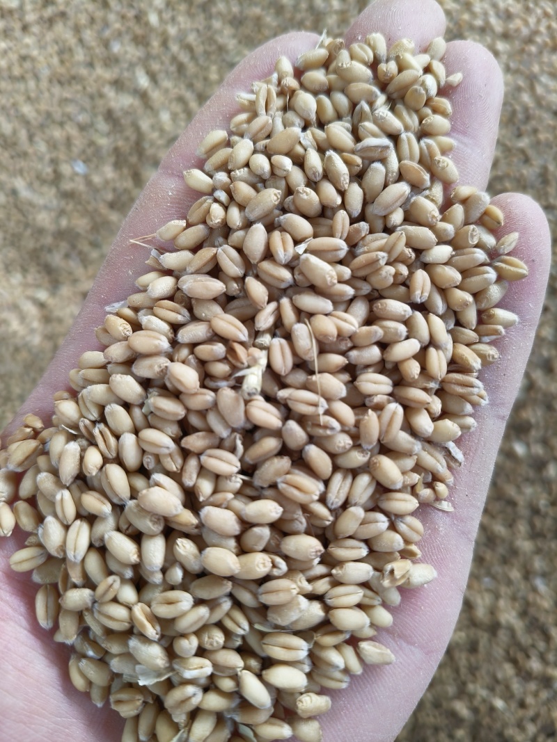 泛麦8号