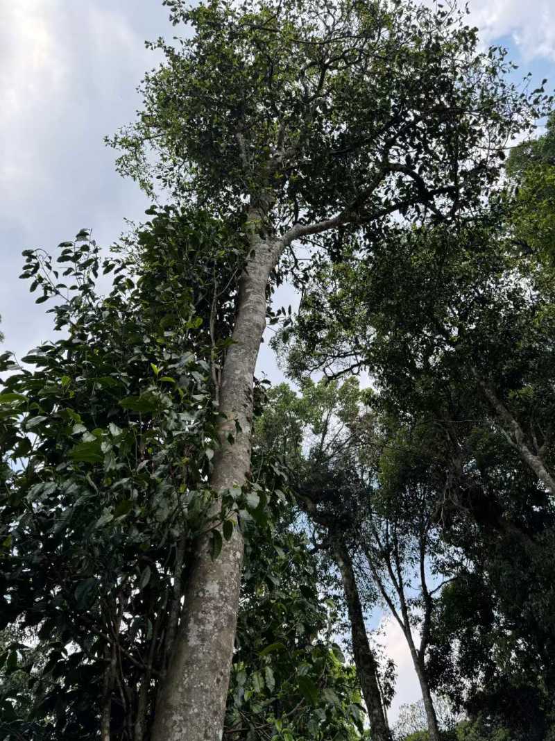 易武古树茶