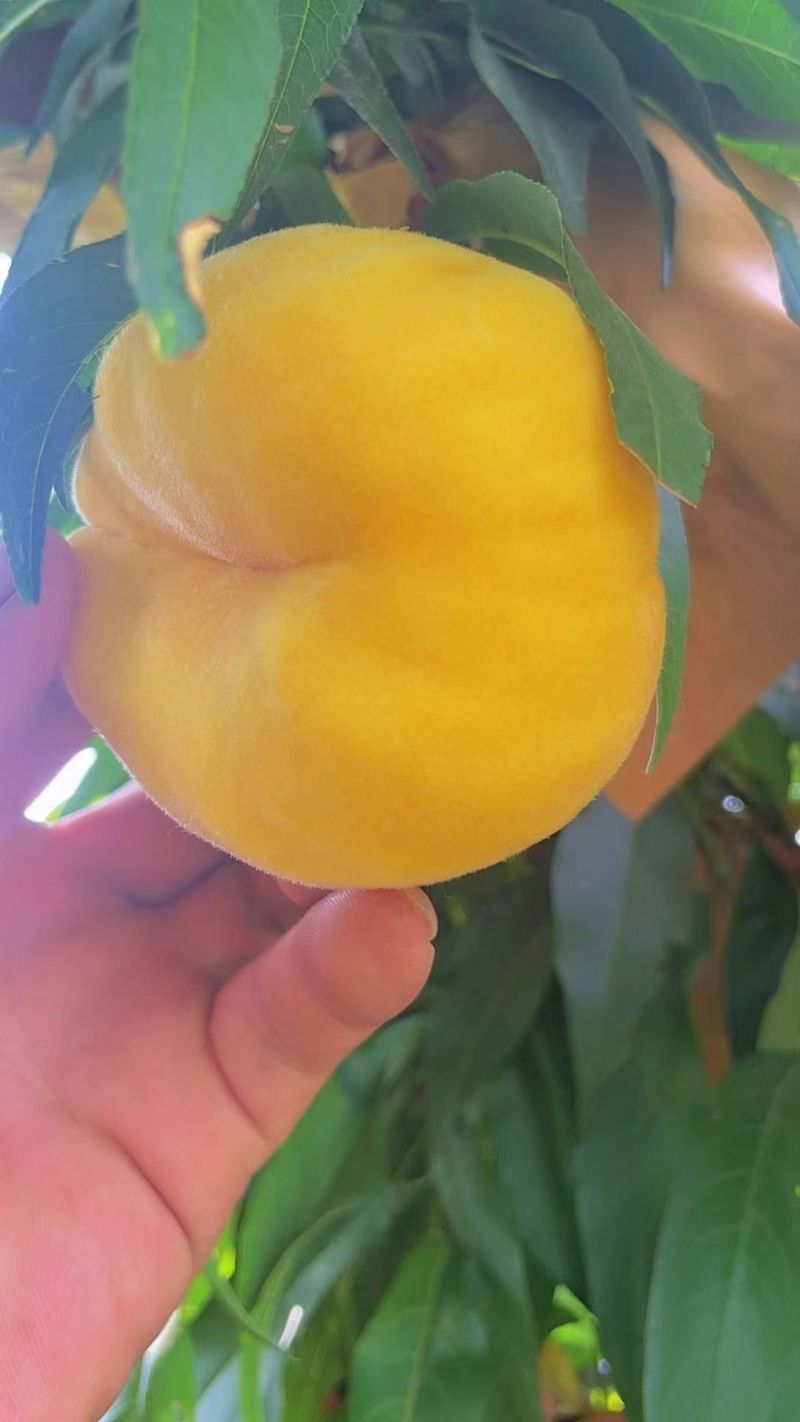 黄金毛蟠桃，黄金蜜桃，纽扣奶油蟠桃