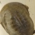 土甲鱼，土鳖