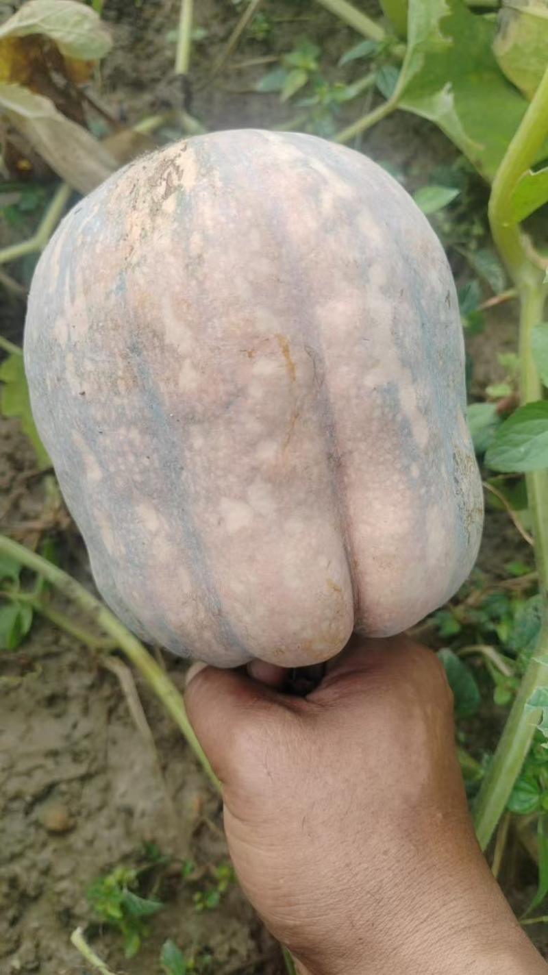 金香小南瓜