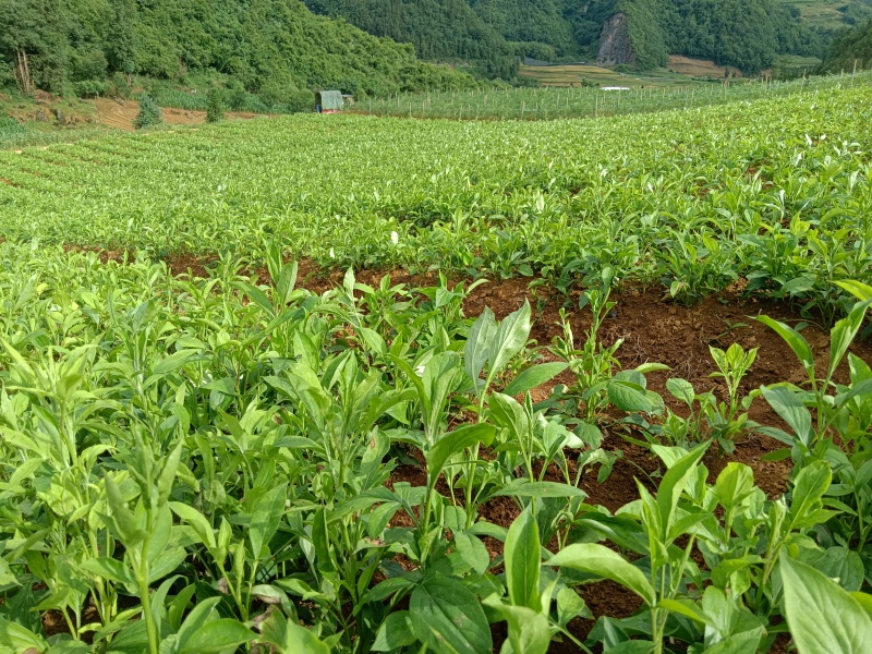 大量出售白术苗