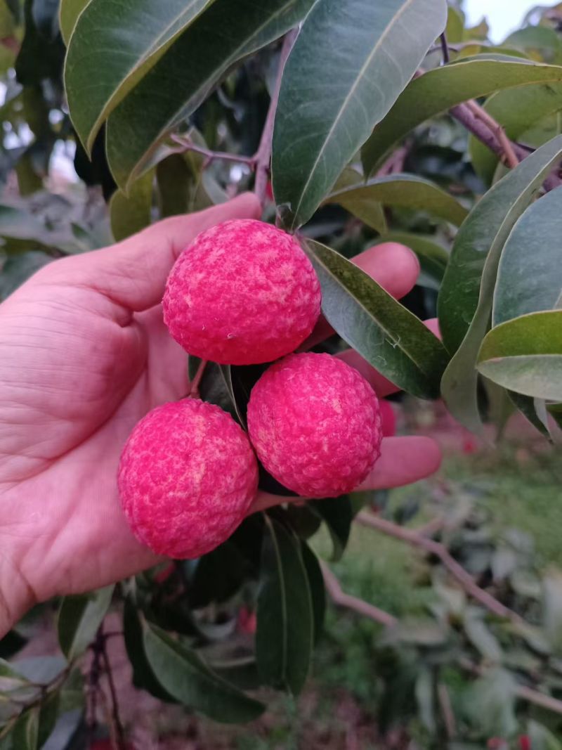 仙进奉荔枝