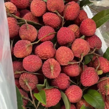 仙进奉荔枝