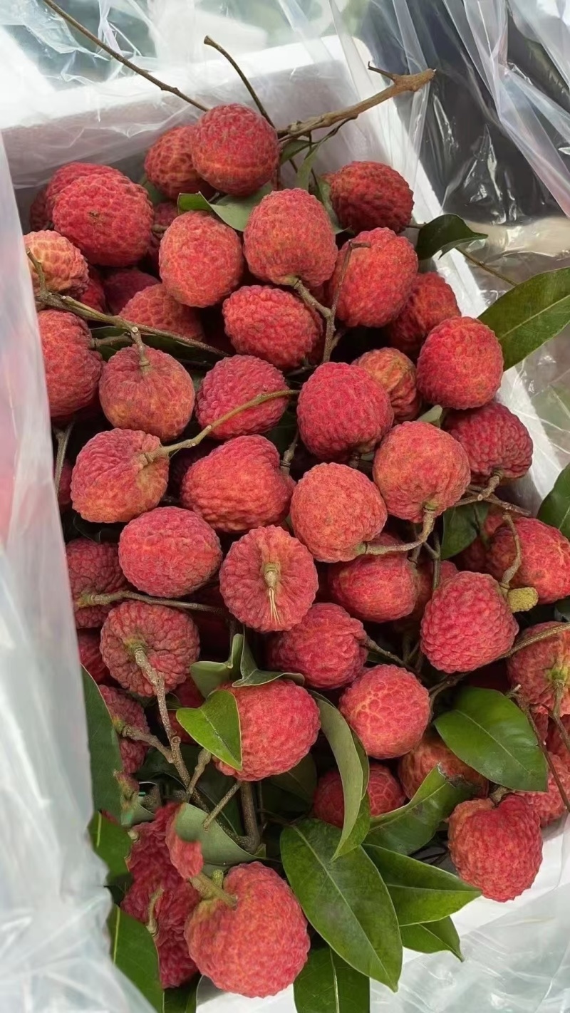 仙进奉荔枝