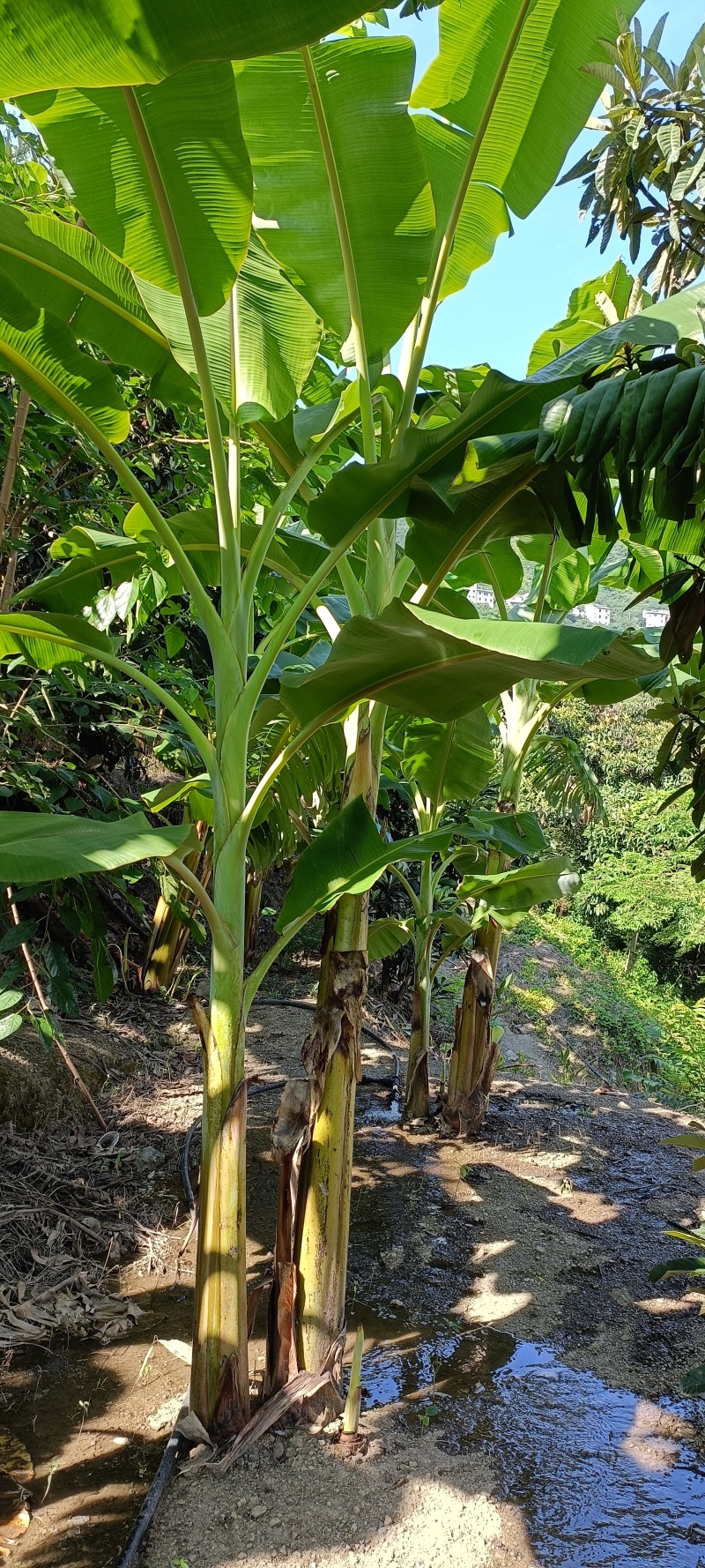 香蕉