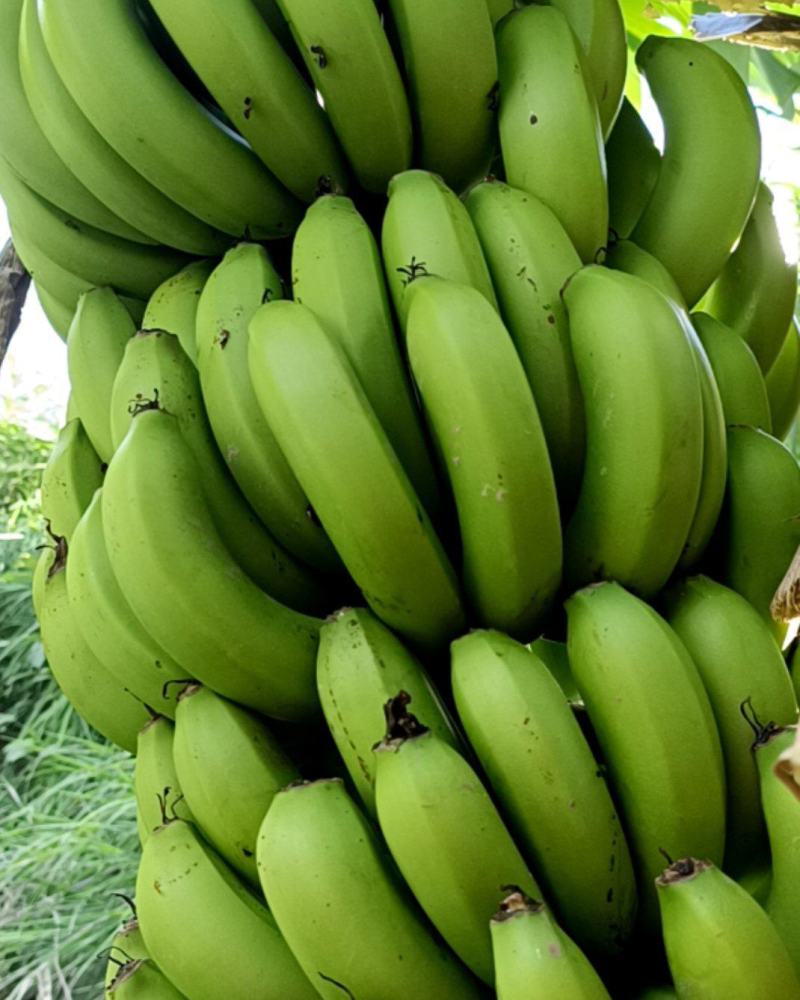 香蕉