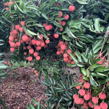 惠州市罗浮山桂味荔枝