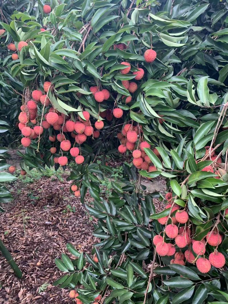 惠州市罗浮山桂味荔枝
