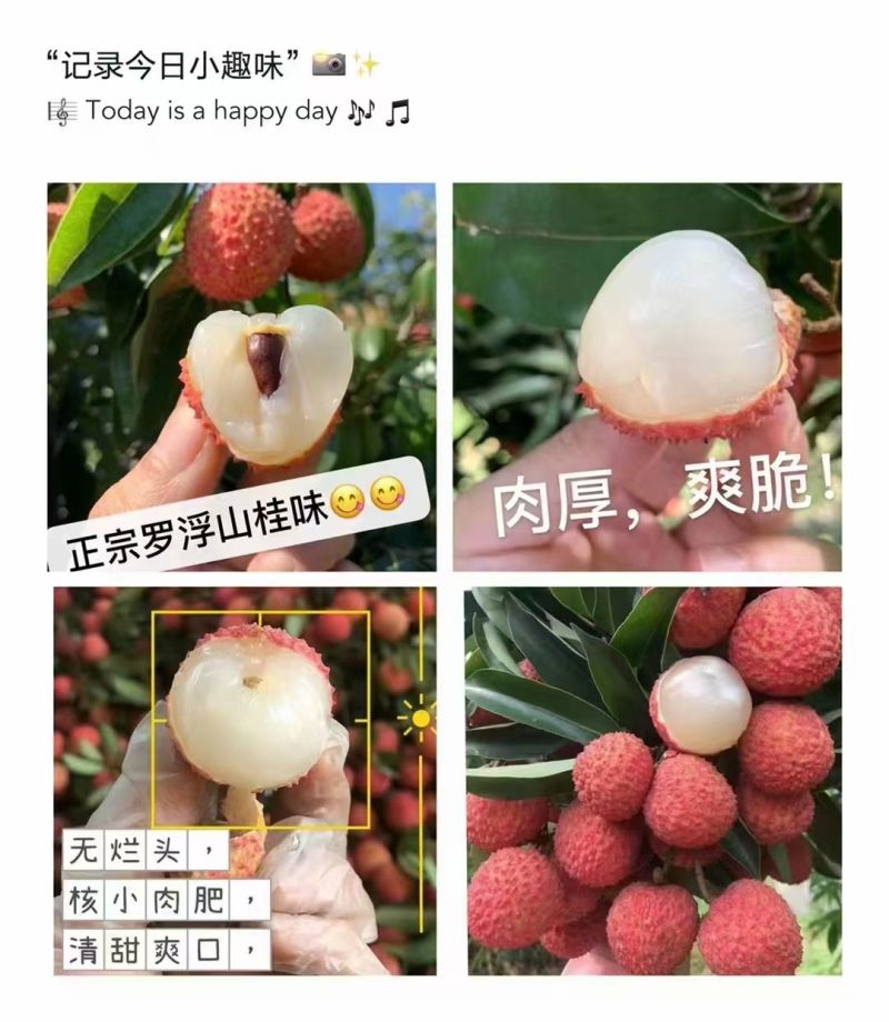 惠州市罗浮山桂味荔枝