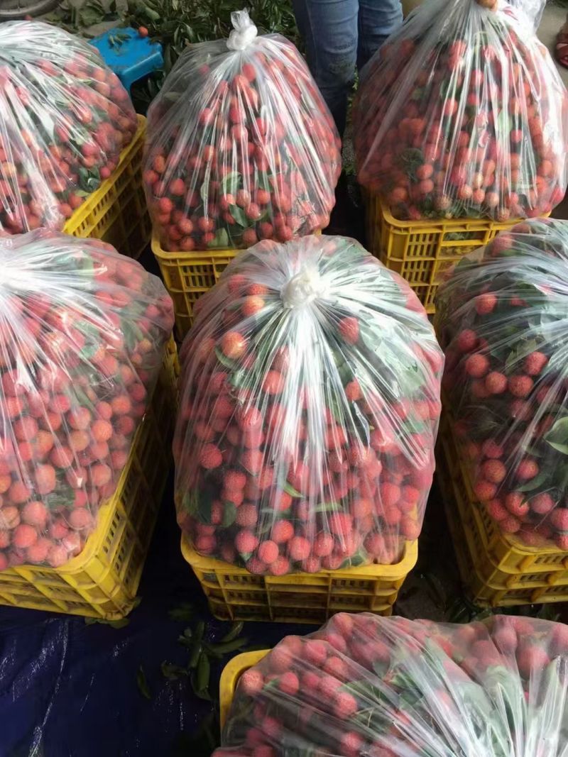 惠州市罗浮山桂味荔枝