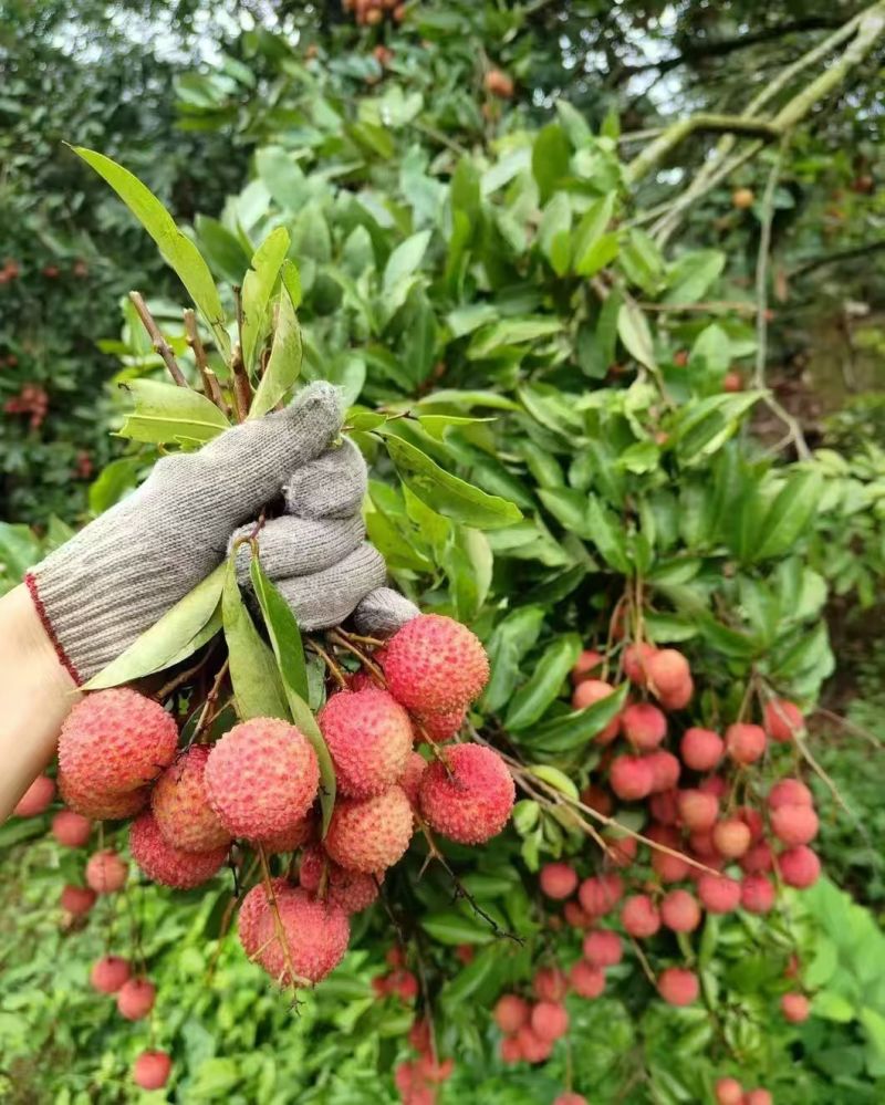 惠州市罗浮山桂味荔枝