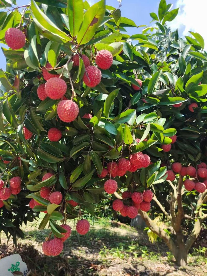 惠州市罗浮山桂味荔枝