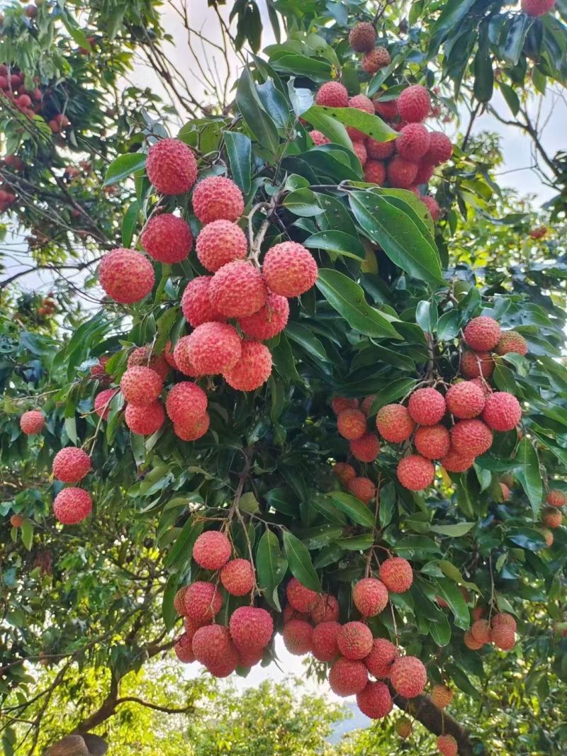 惠州市罗浮山桂味荔枝