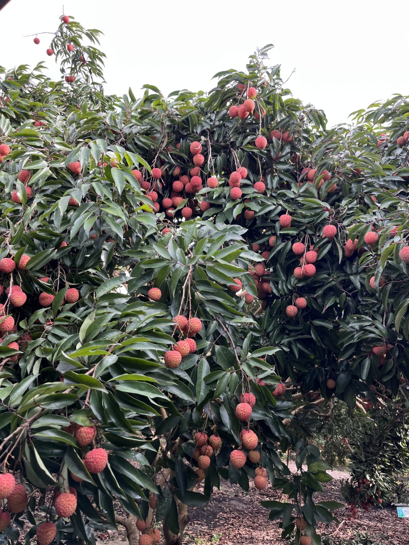 惠州市罗浮山桂味荔枝