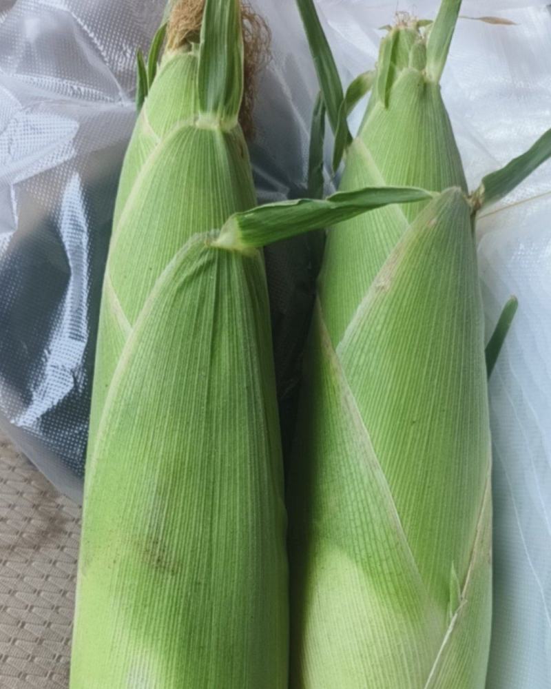 糯玉米