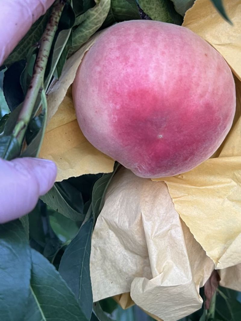 精品大脆桃