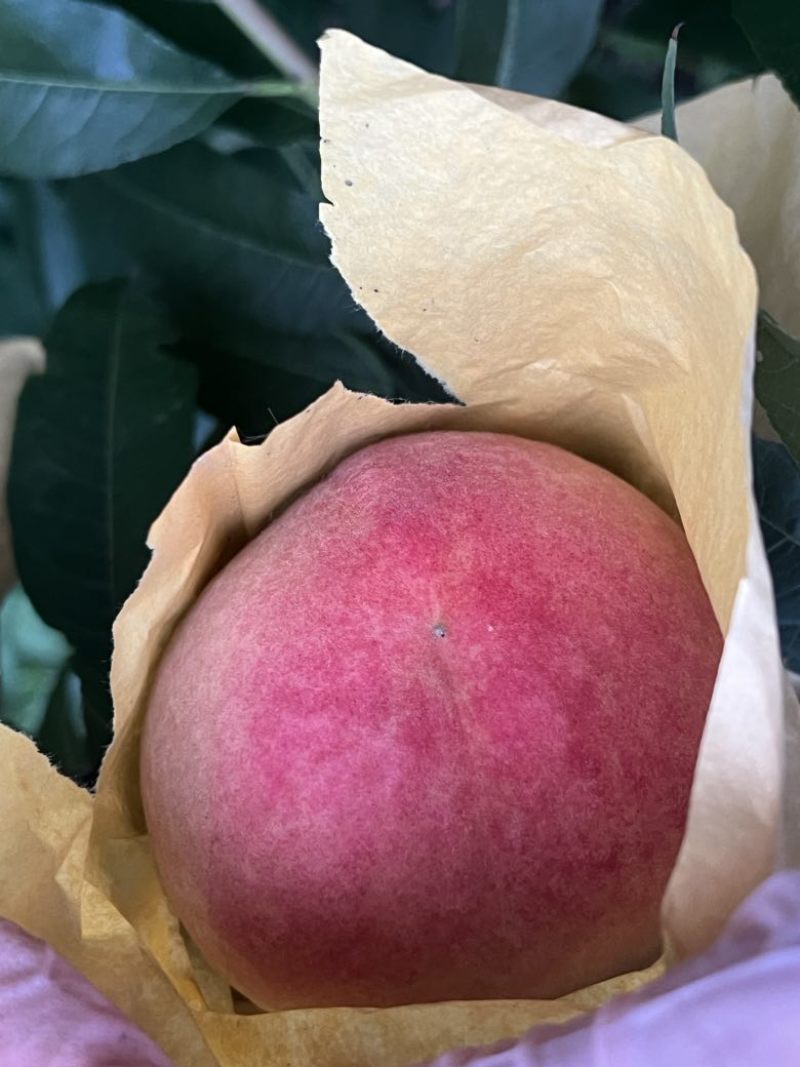 精品大脆桃