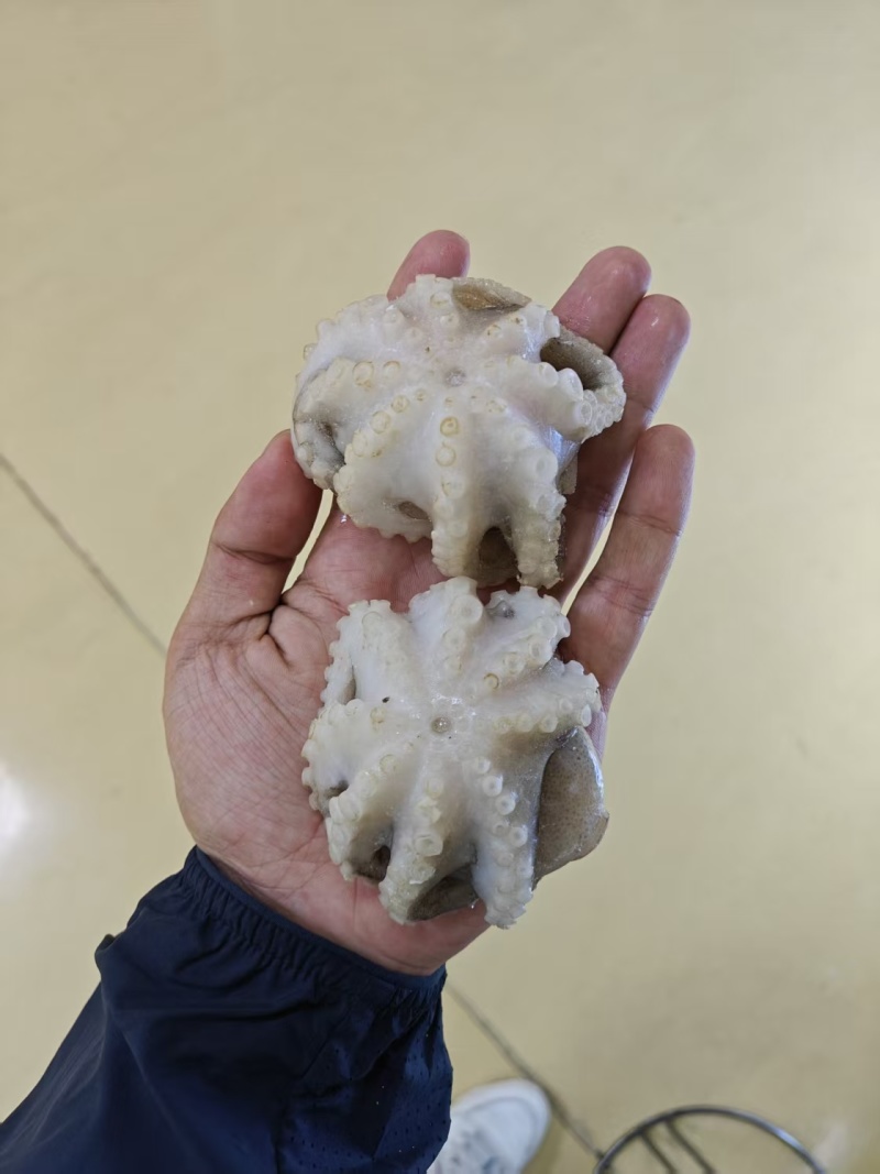 翻花小章鱼